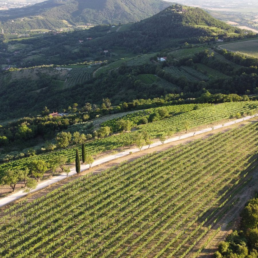 cantina monte fasolo