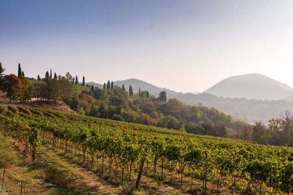 vigneti colli euganei 1