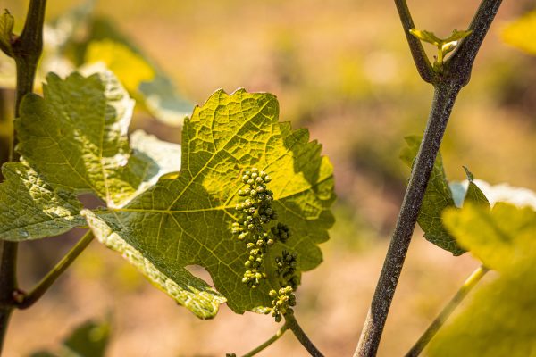 vigneti colli euganei 2