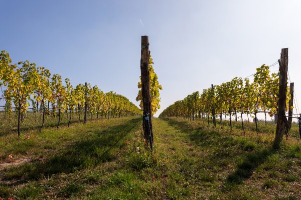 vigneti colli euganei